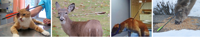 Arrows Injure Animals