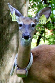 deer with ear tags