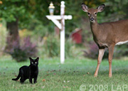 deer and cat