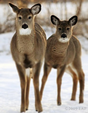 Winter Deer