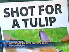 Shot for a Tulip