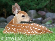 fawn